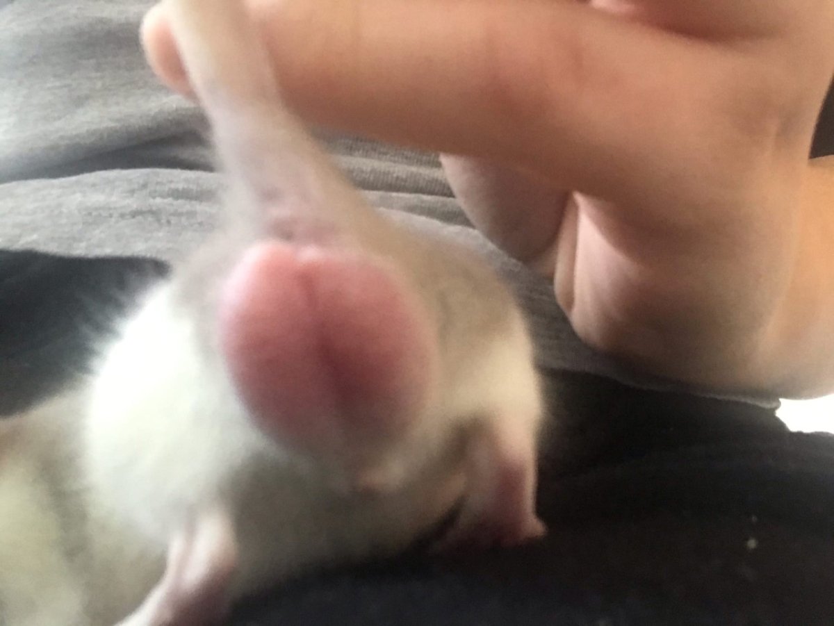 Крыса Дамбо сфинкс