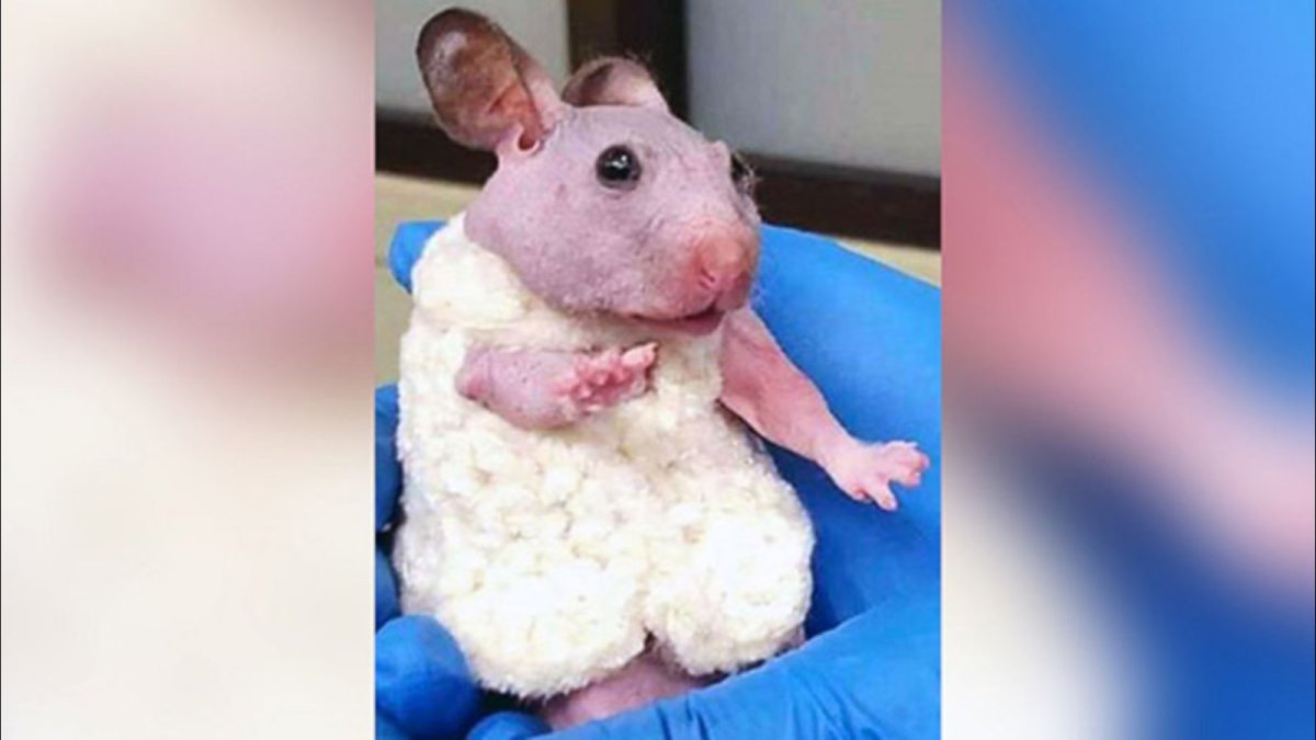 Мимимишные хомячки