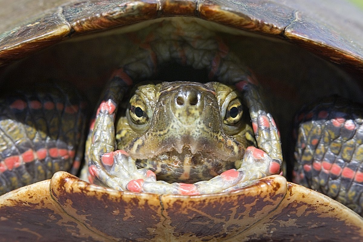 Паучья сухопутная черепаха