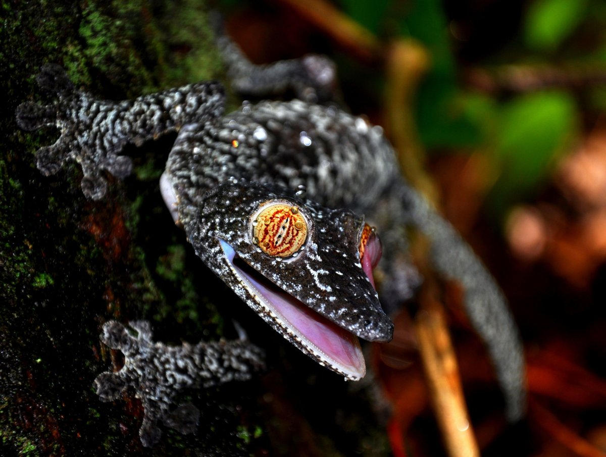 Ящерица ночное животное. Uroplatus fimbriatus. Мадагаскарский плоскохвостый геккон. Мадагаскарский Земляной геккон. Колючехвостый геккон.