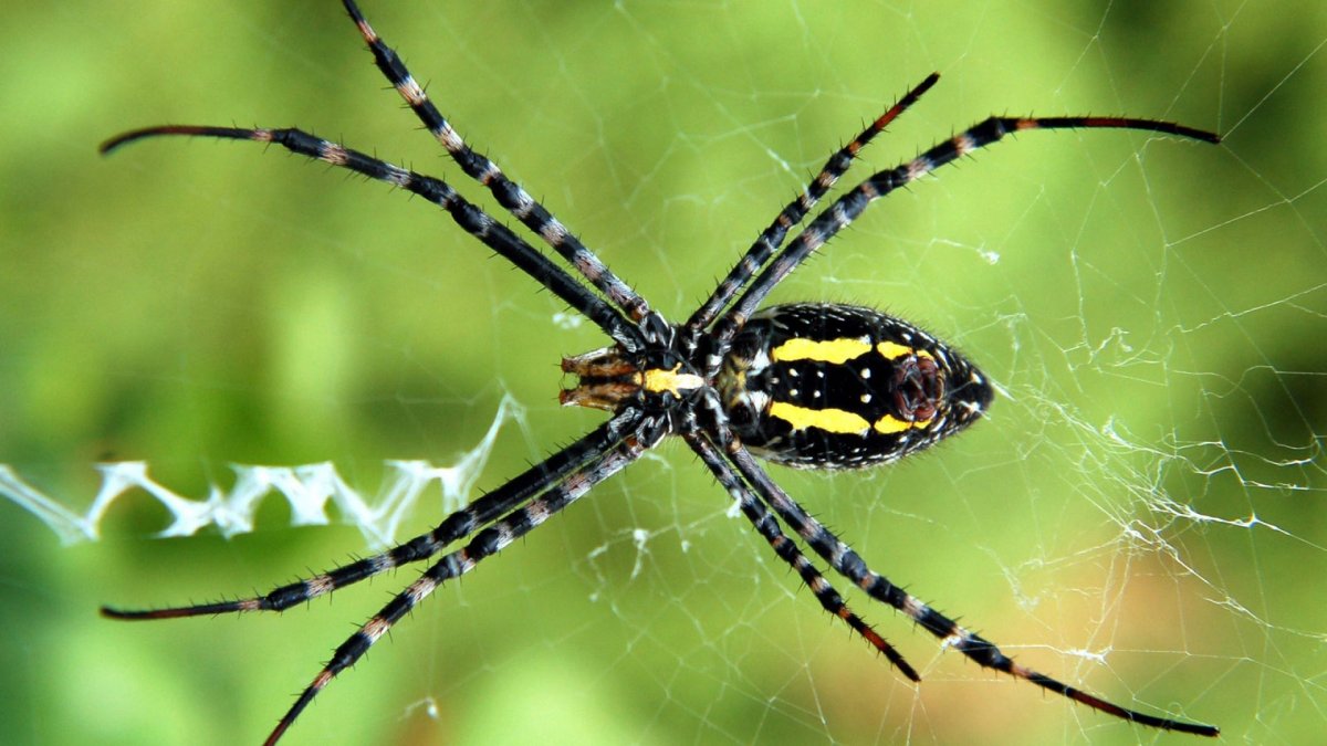 Паук картина