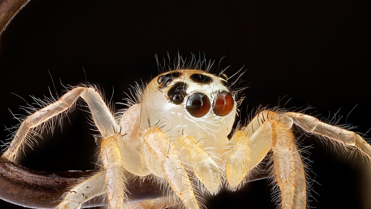 Прыгучий паук