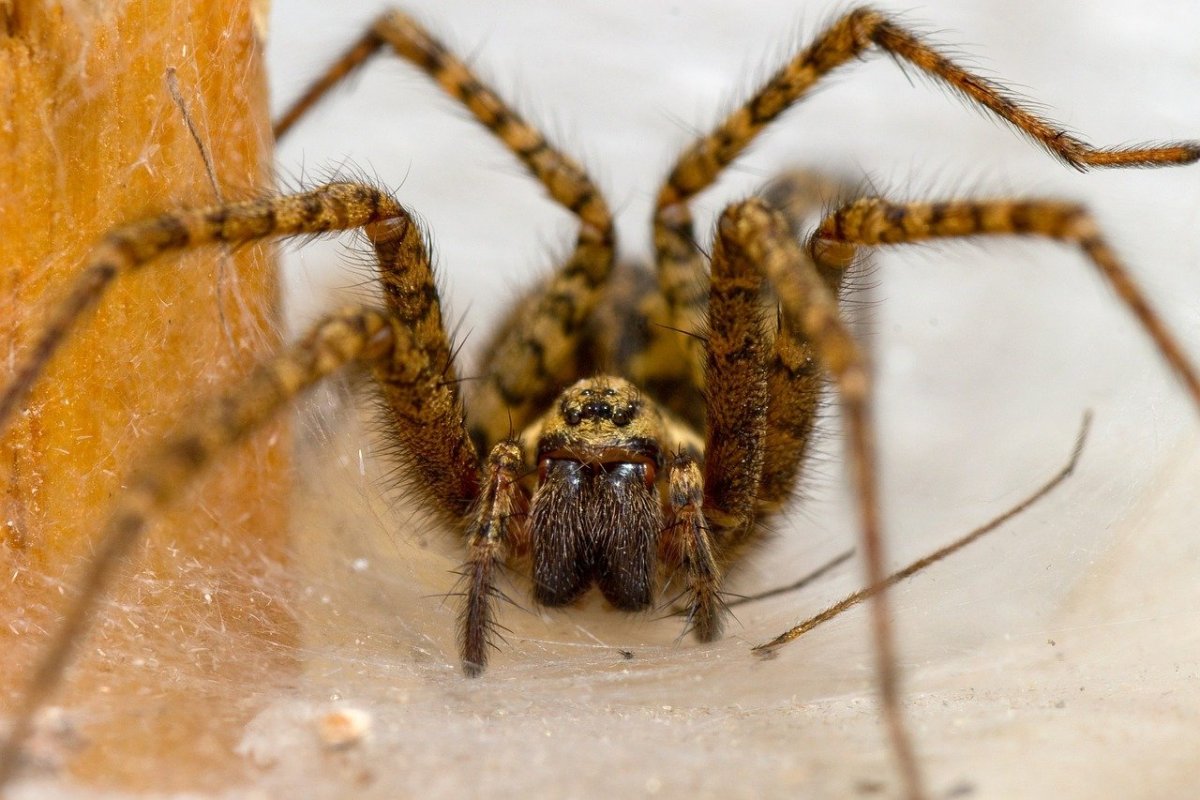 Бразильский паук бегун