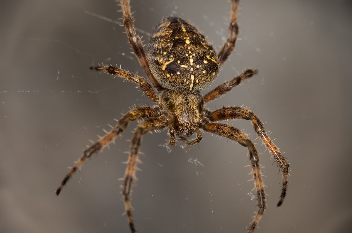 Паукообразные Арахниды