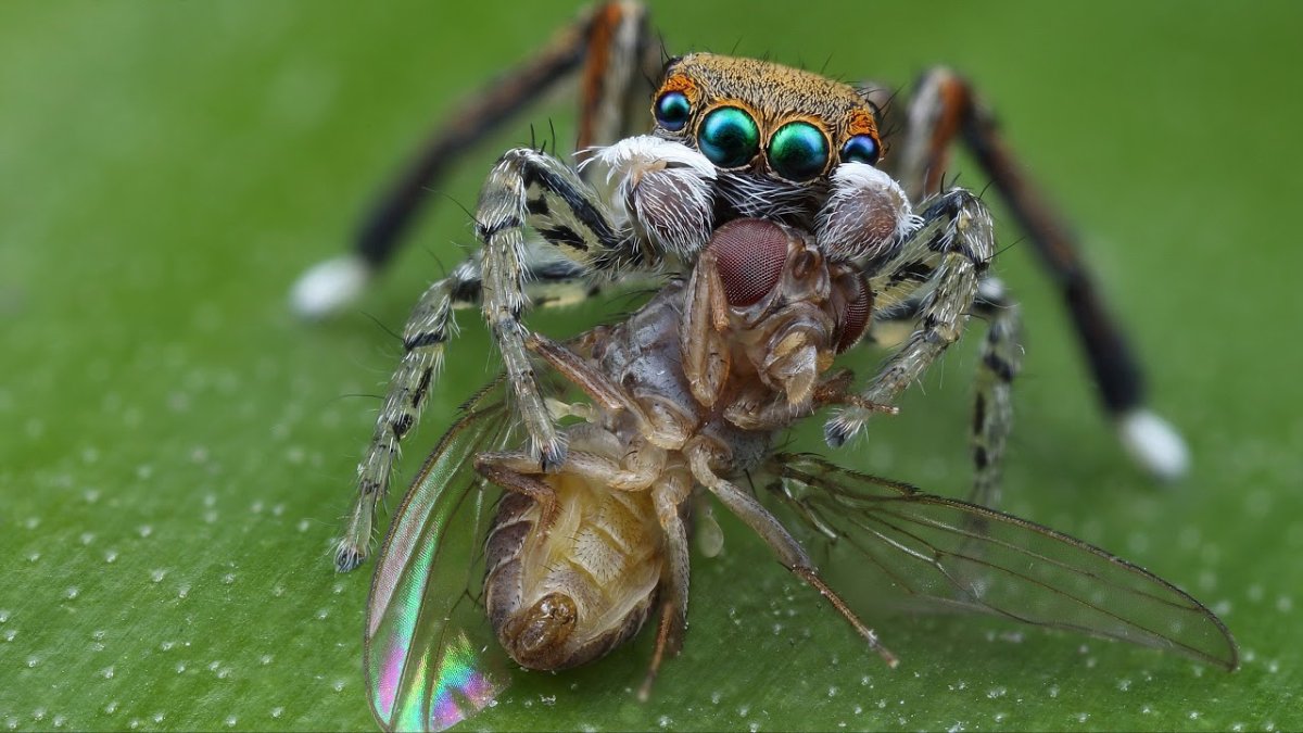 Паук скакун паутина