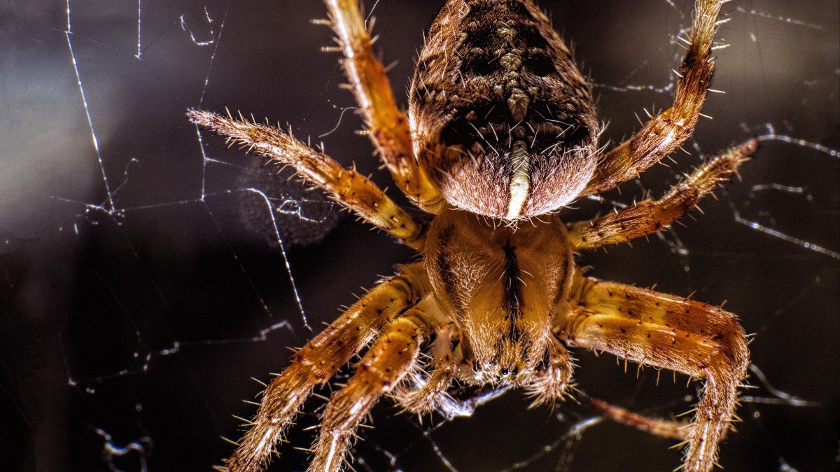 Мизгирь паук