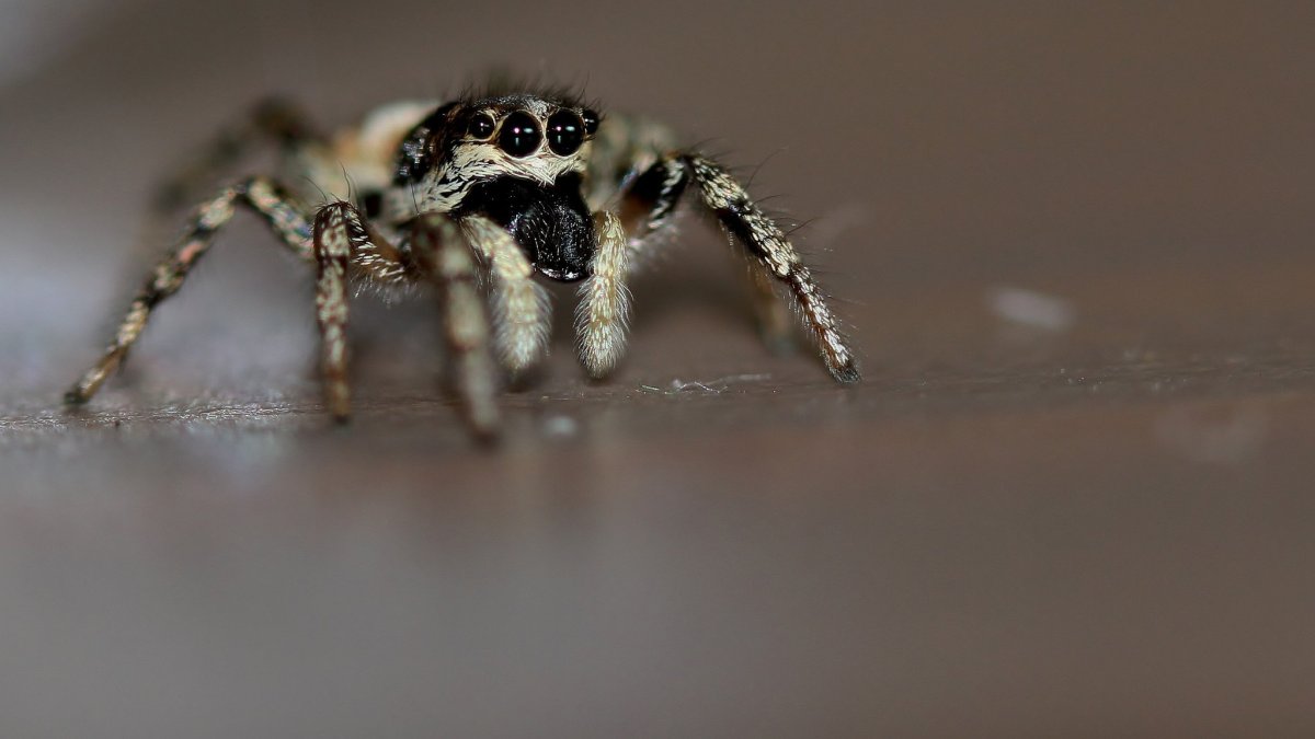 Насекомые пауки на сером фоне