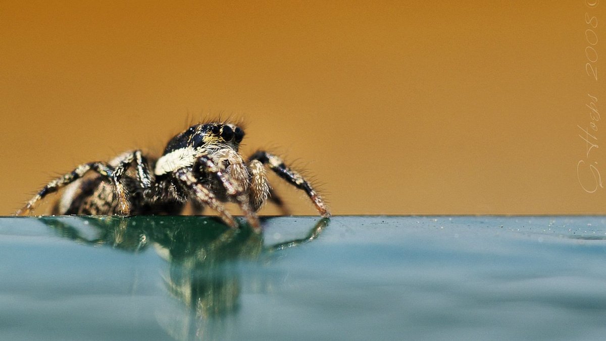 Animal Planet заставка с пауком
