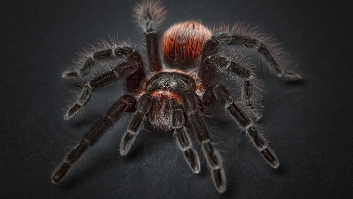 Паук птицеед паутина