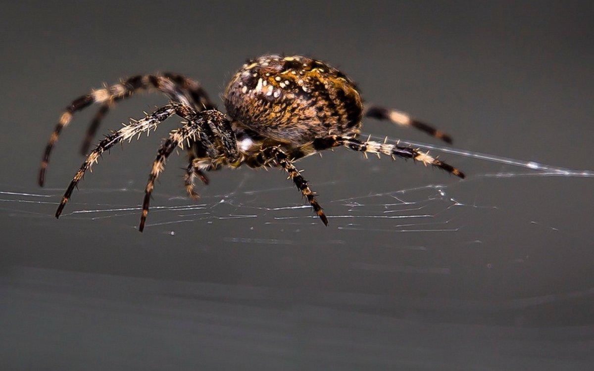 Паук крестовик