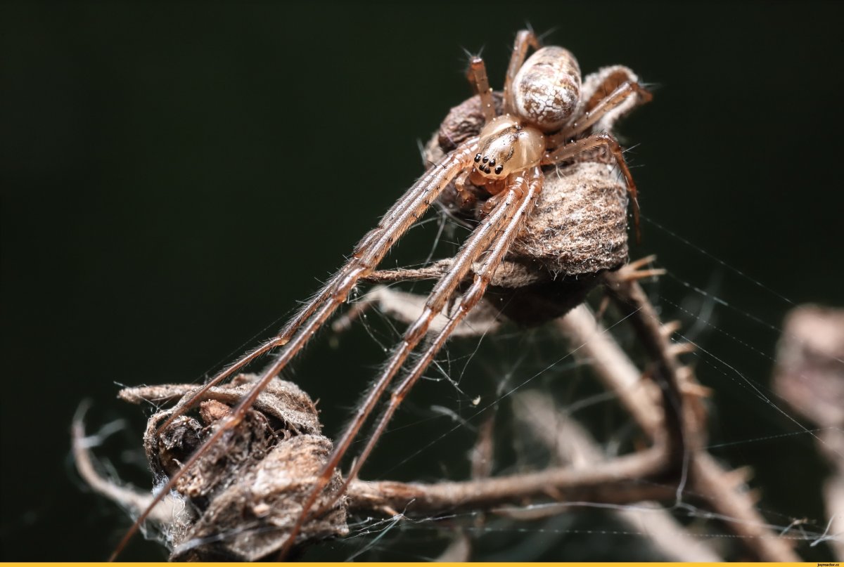 Паук Плевака