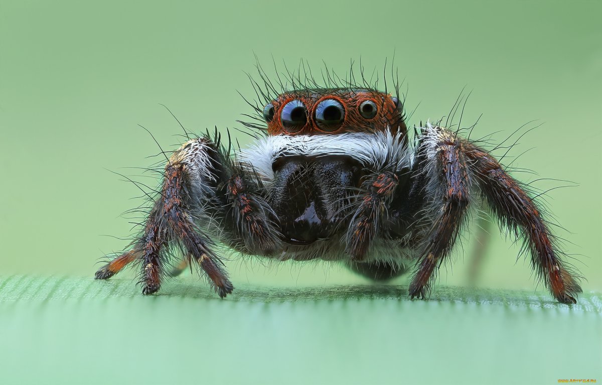 Пестрый скакунчик паук