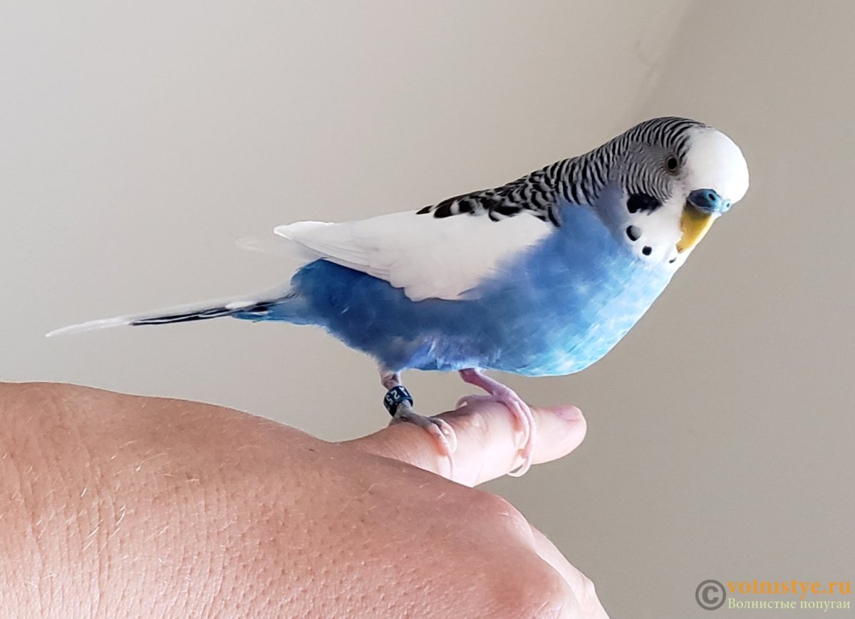 Волнистые попугайчики расцветки