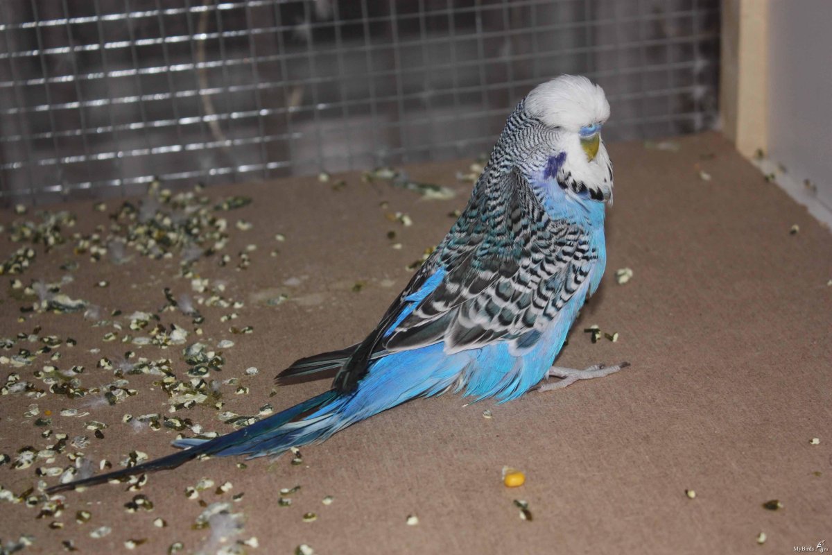 Волнистый попугай Арлекин