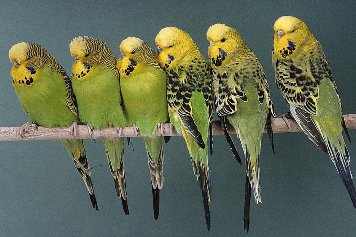 День попугая 2021