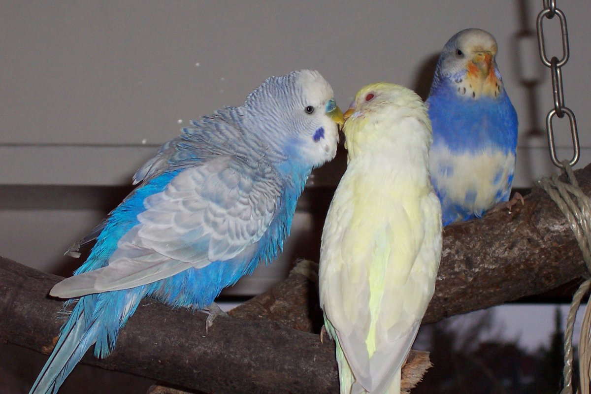 Самые редкие волнистые попугаи