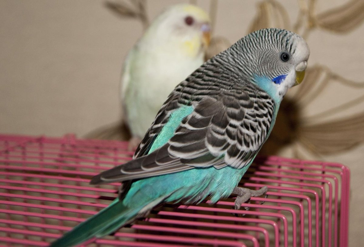 Пинто волнистый попугай
