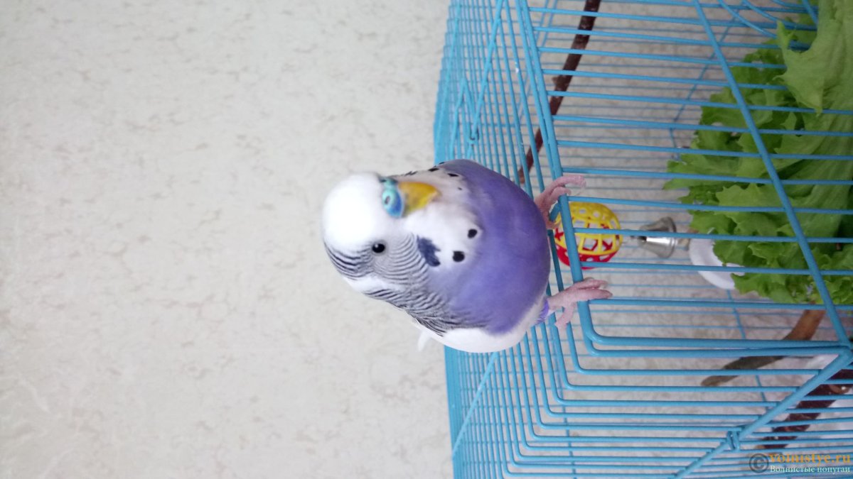 Розовато лиловые волнистые попугаи