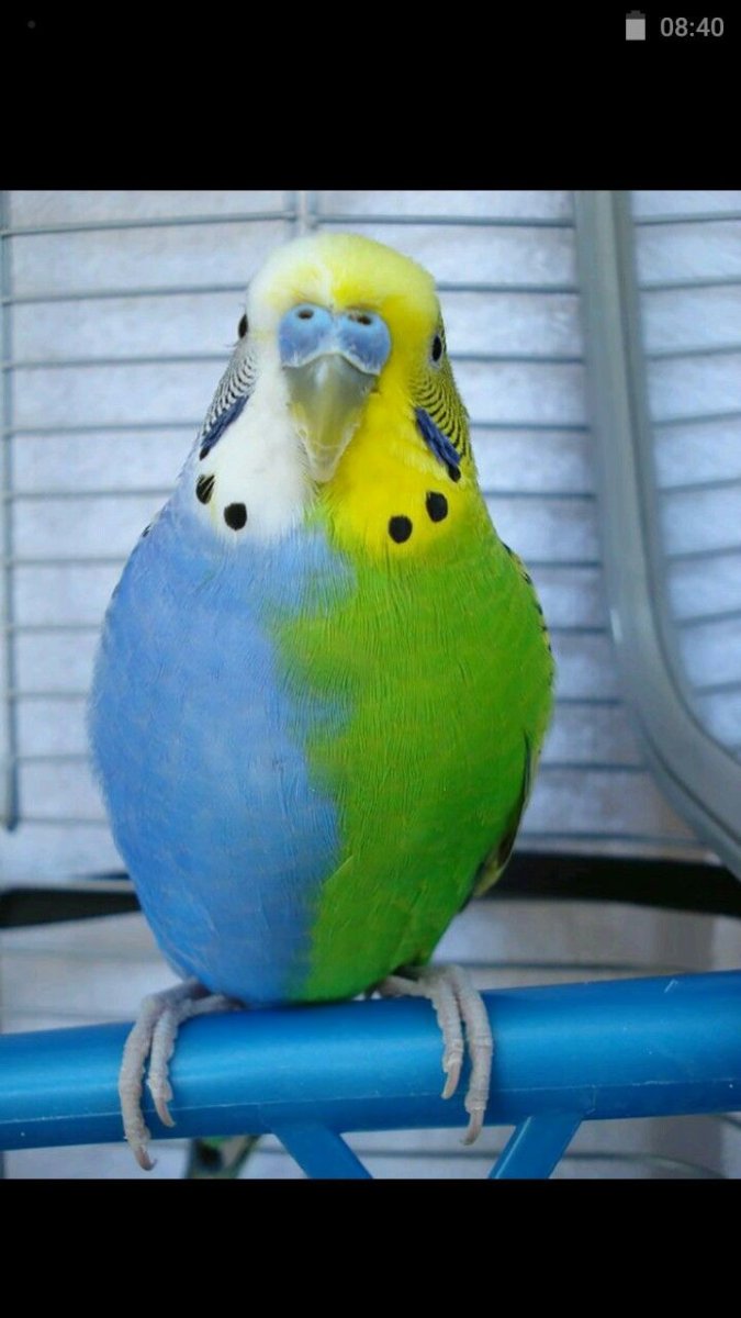 Волнистый попугай волнуется