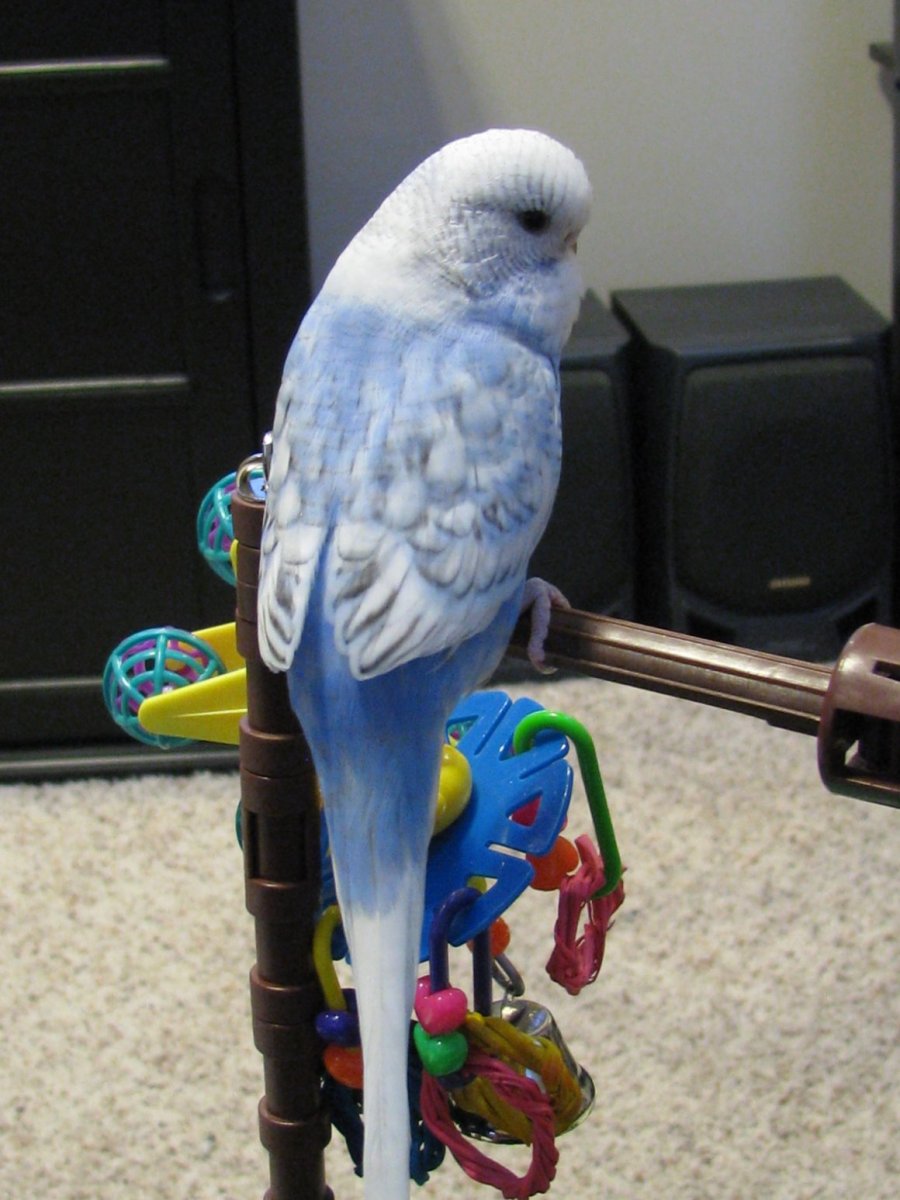 Волнистый попугайчик фиолетовый