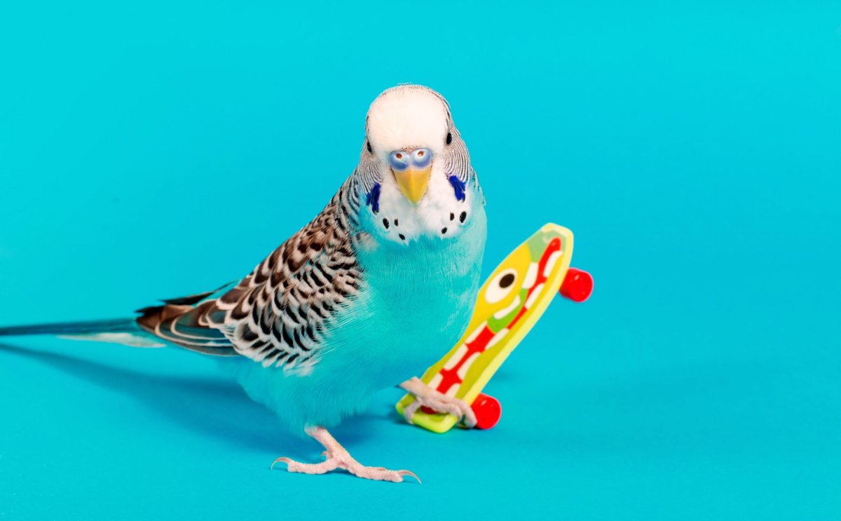 Голубые волнистые попугаи с игрушками