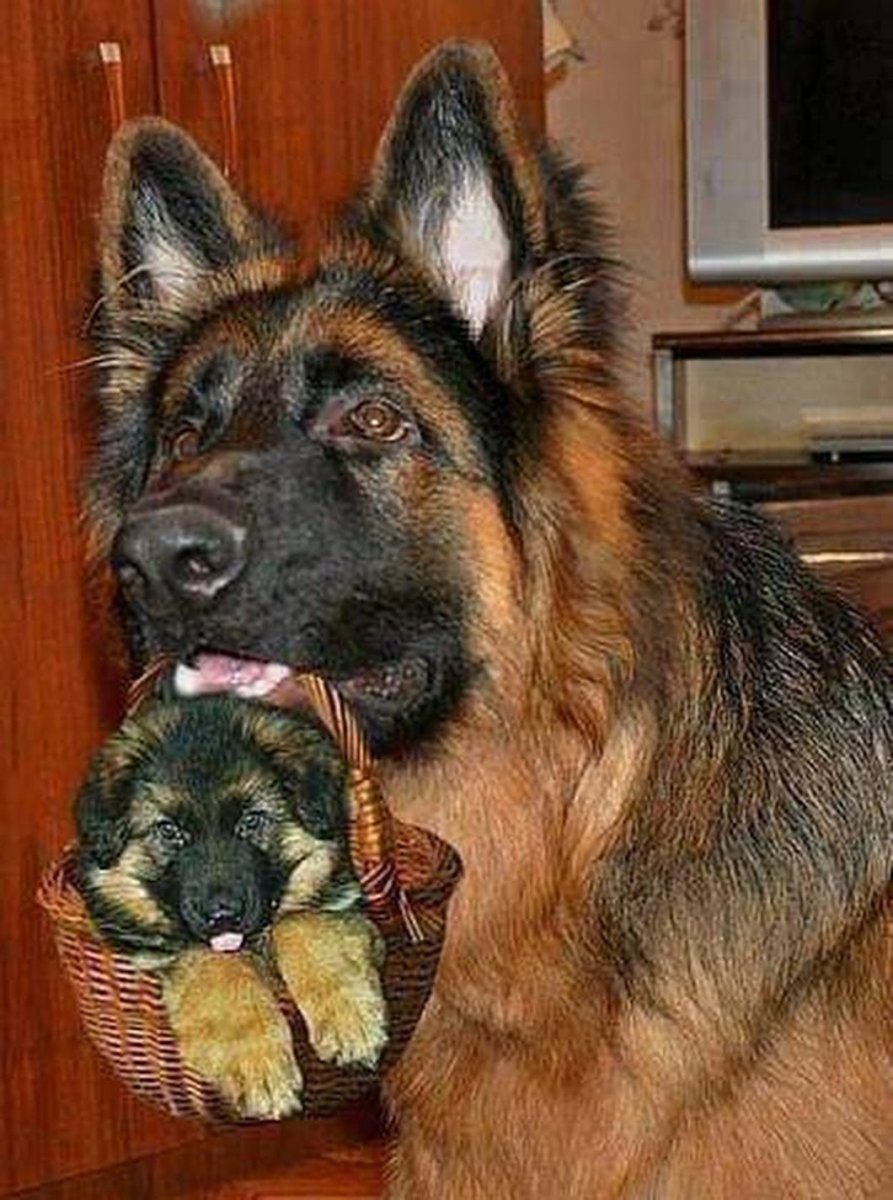 Немецкая овчарка с человеком