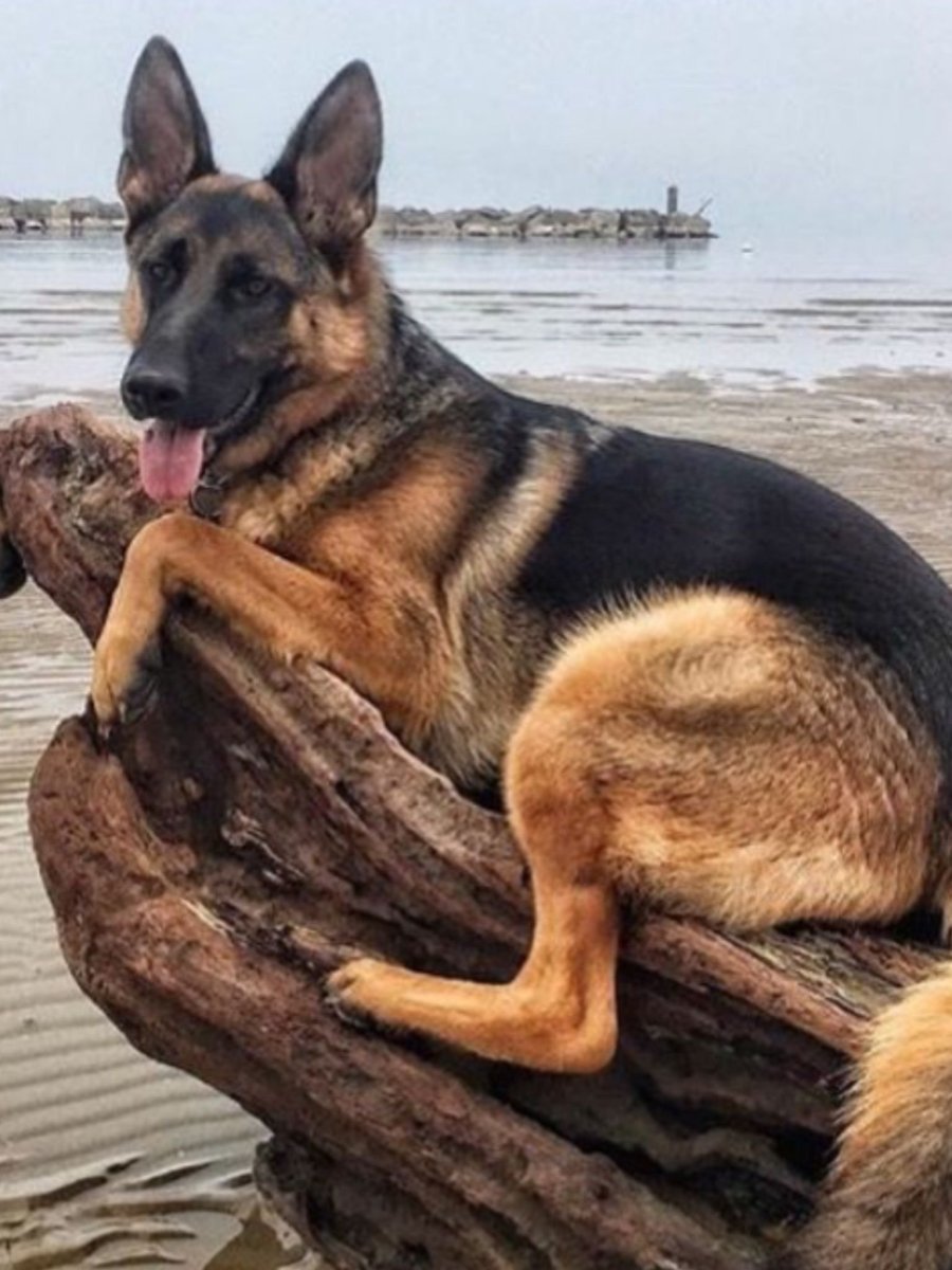 Толстая собака