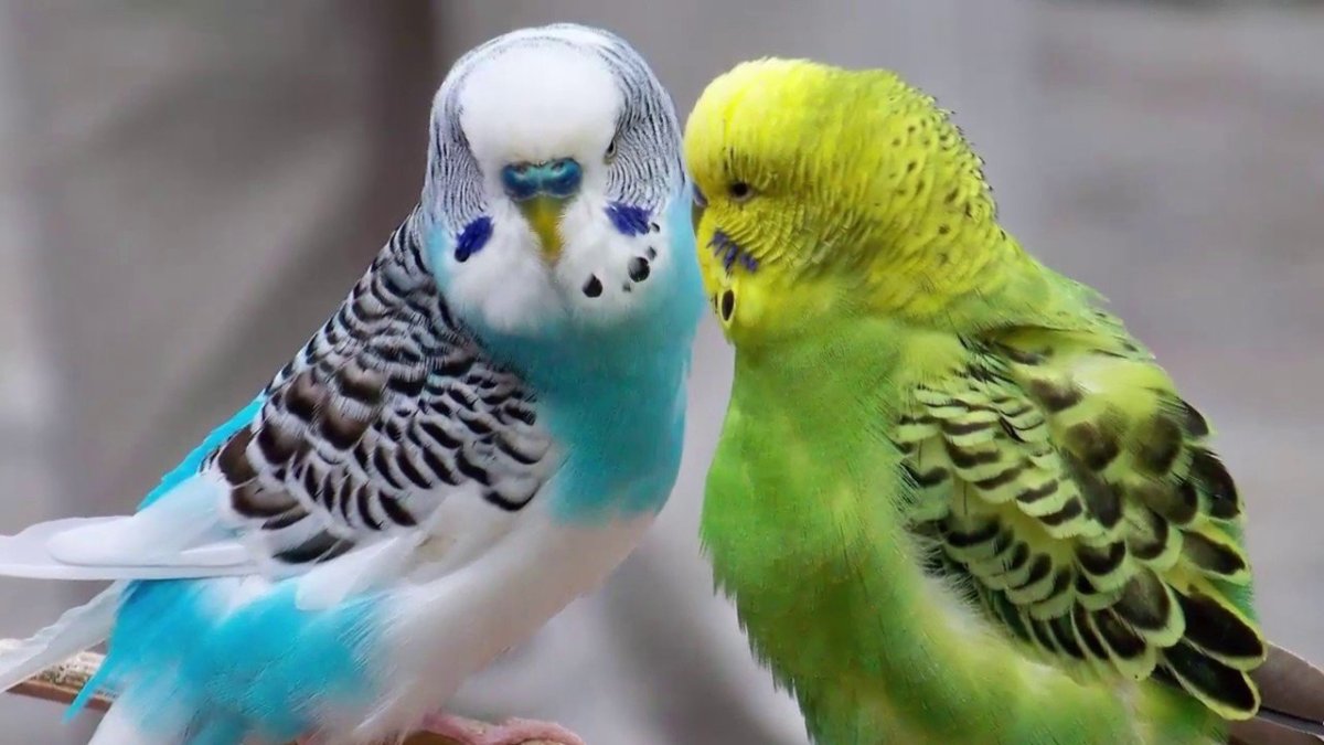 Чириканье волнистых попугаев