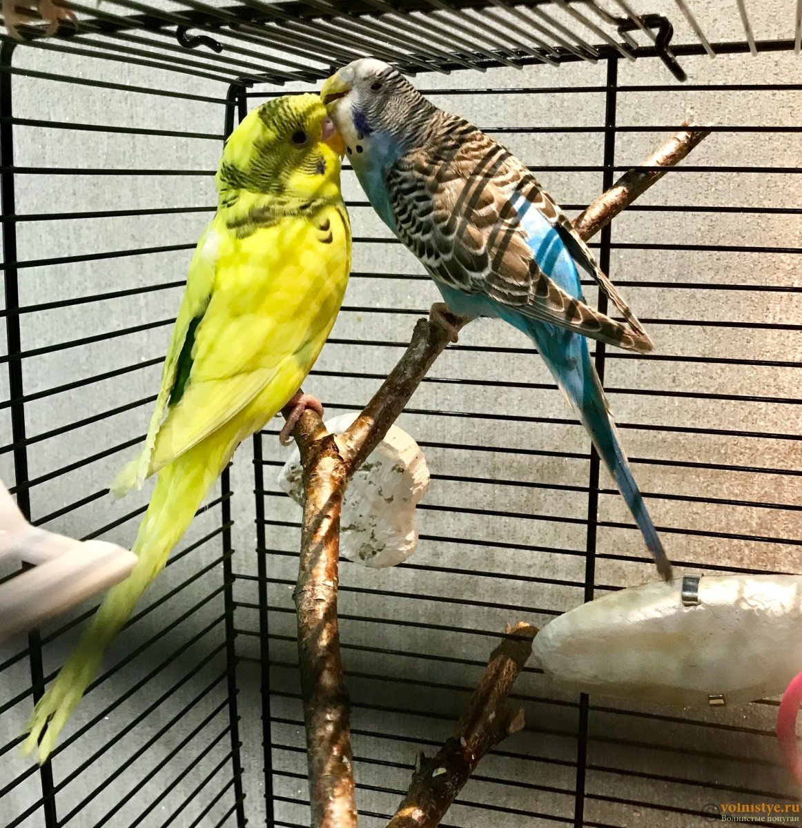 Попугаи расцветки их волнистики