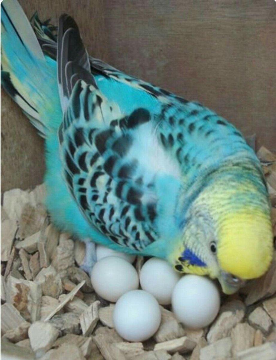 Волнистый попугай высиживает яйца