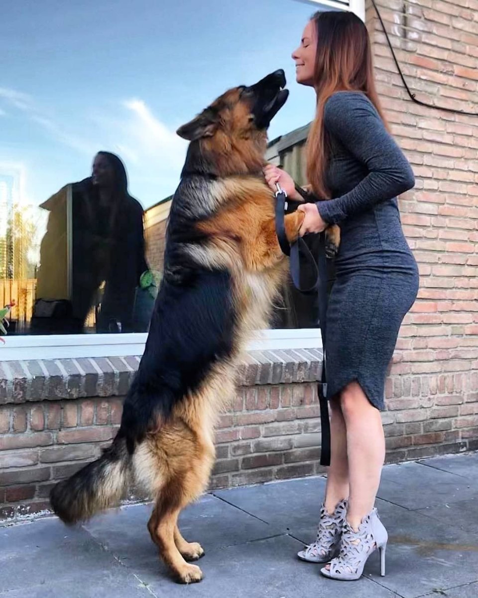 Немецкая овчарка с короткой шерстью