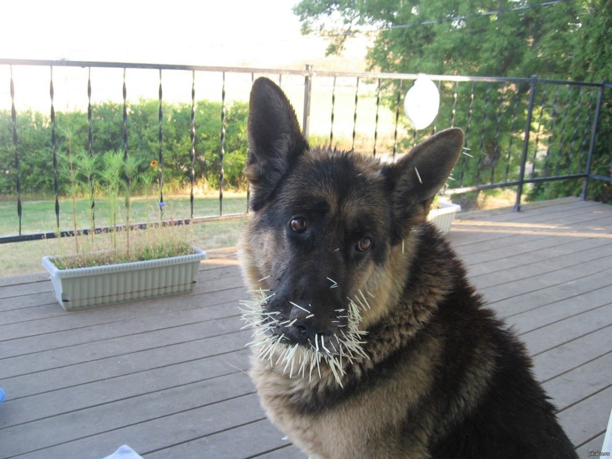 Немецкая овчарка Макс