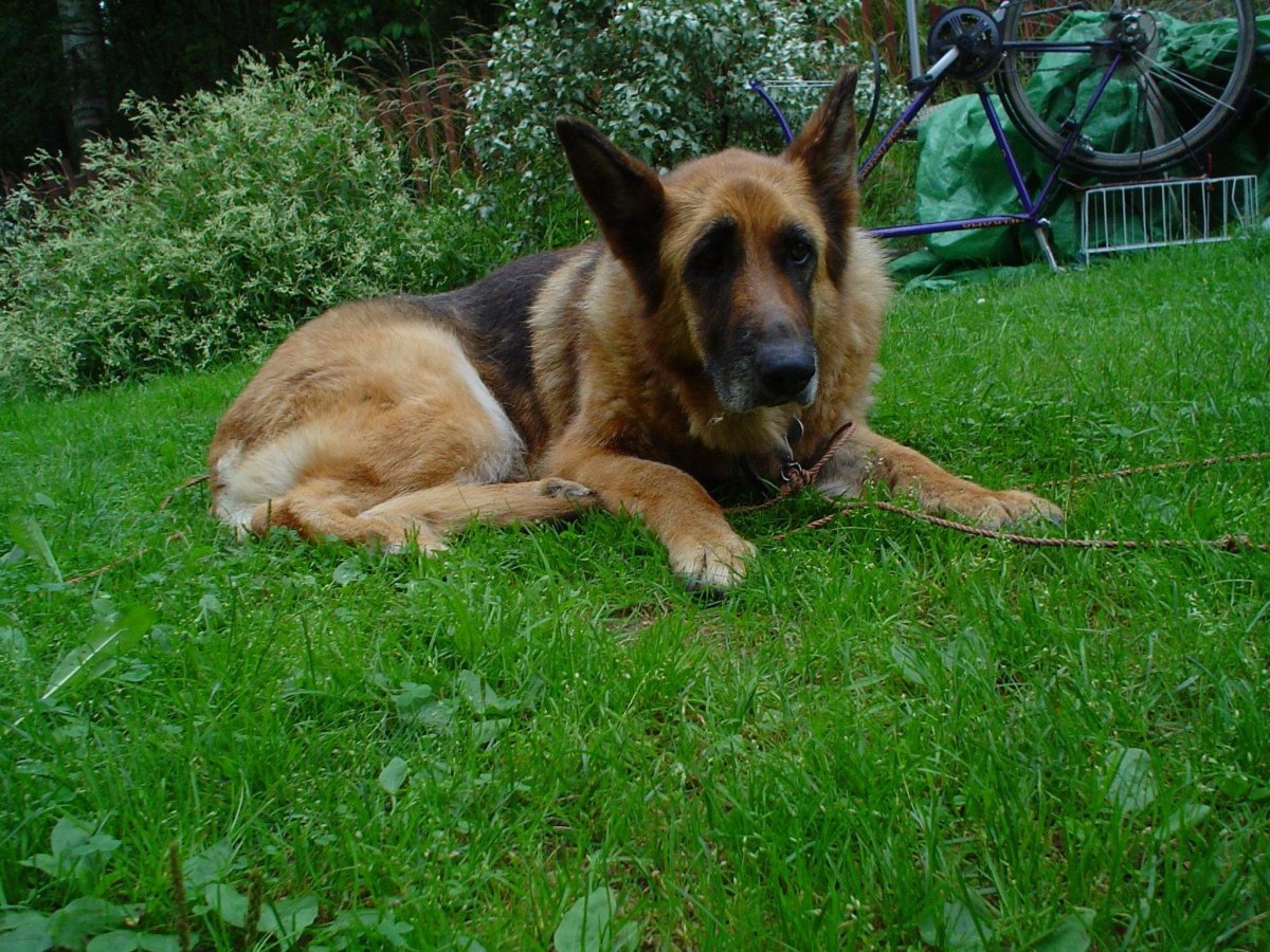 Злые собаки немец овчар