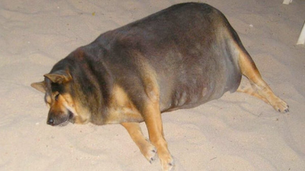 Макс иди на собака