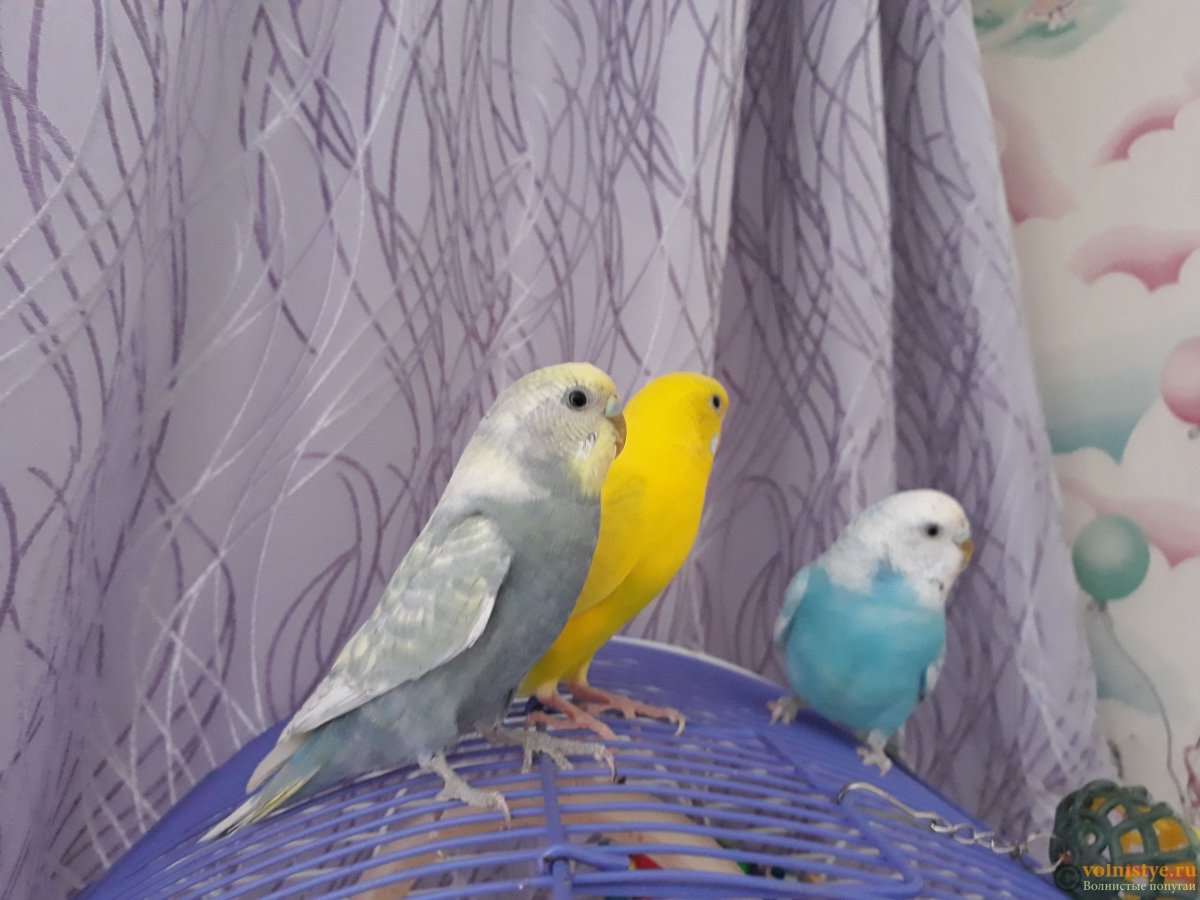 Редкие расцветки волнистых попугаев