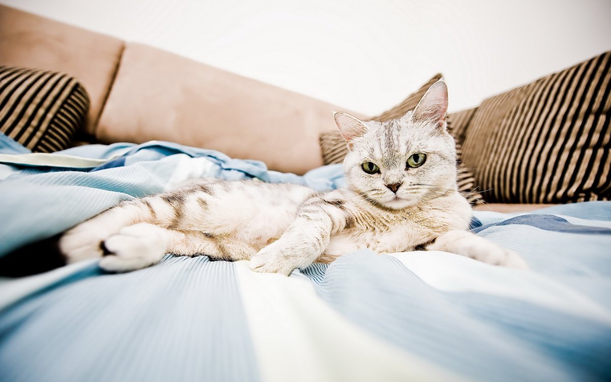 Кровать для кошки