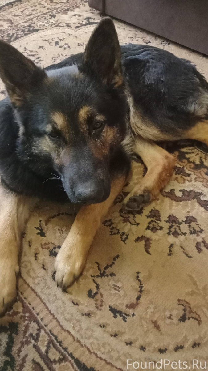 Жирный волк