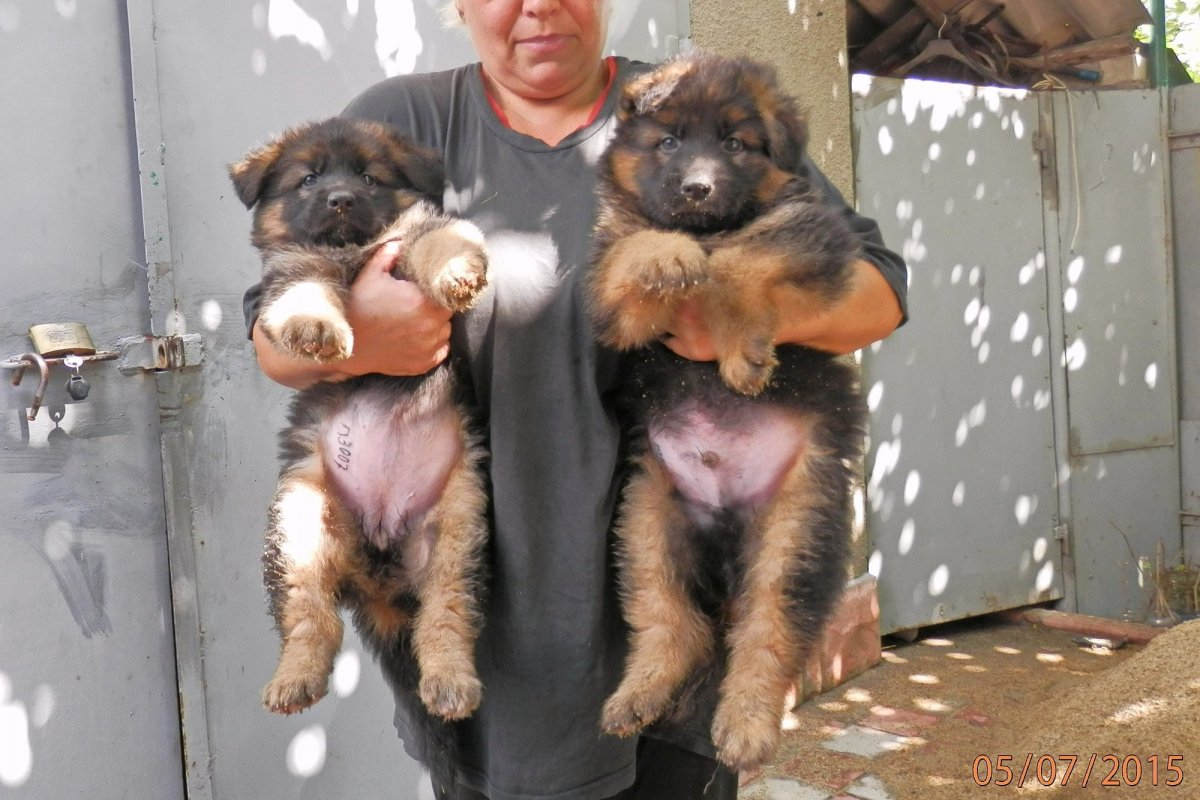Германская медвежья овчарка