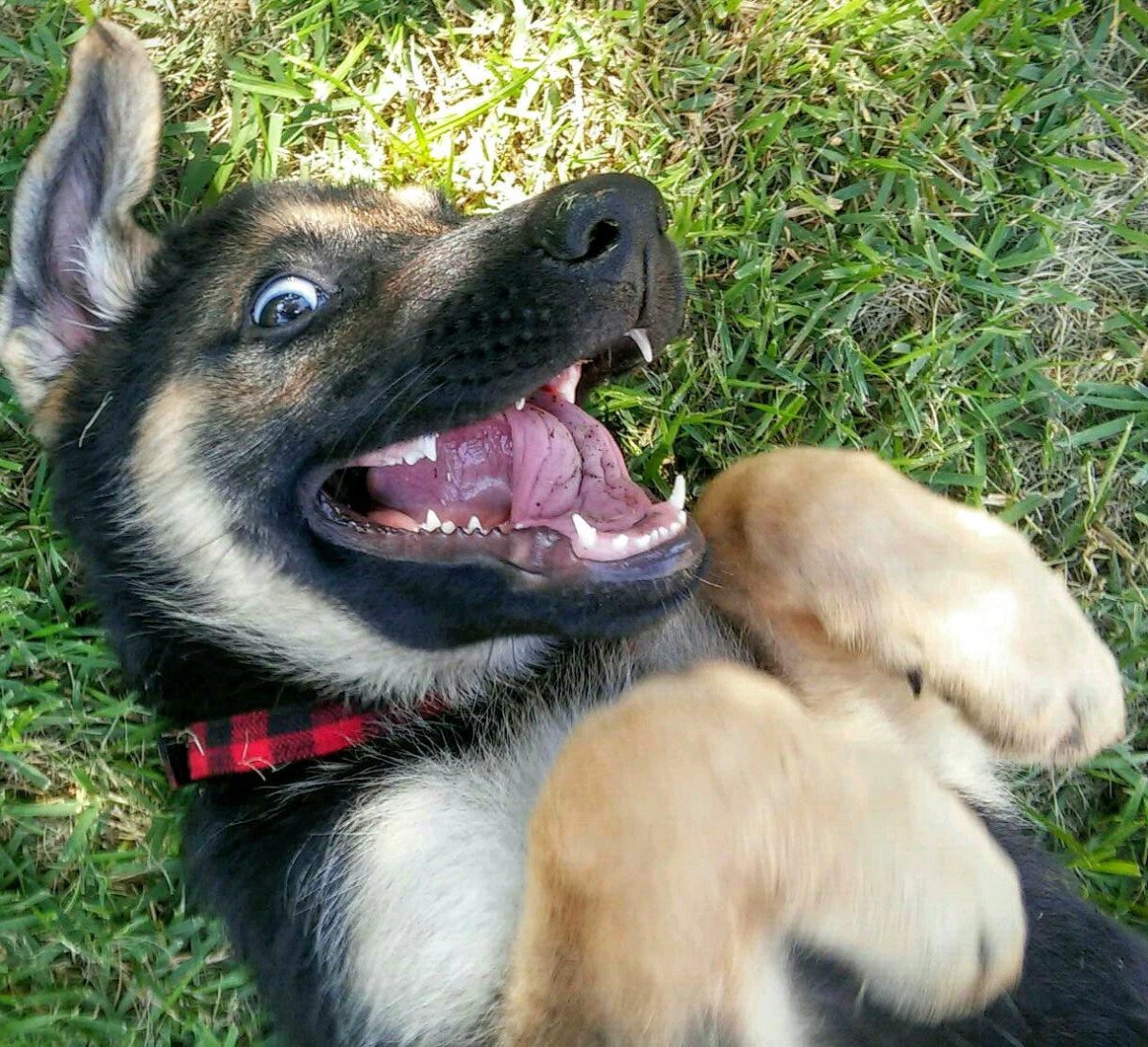 Сутулая овчарка Макс