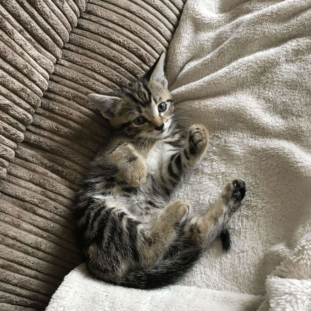 Котик лежит на кровати