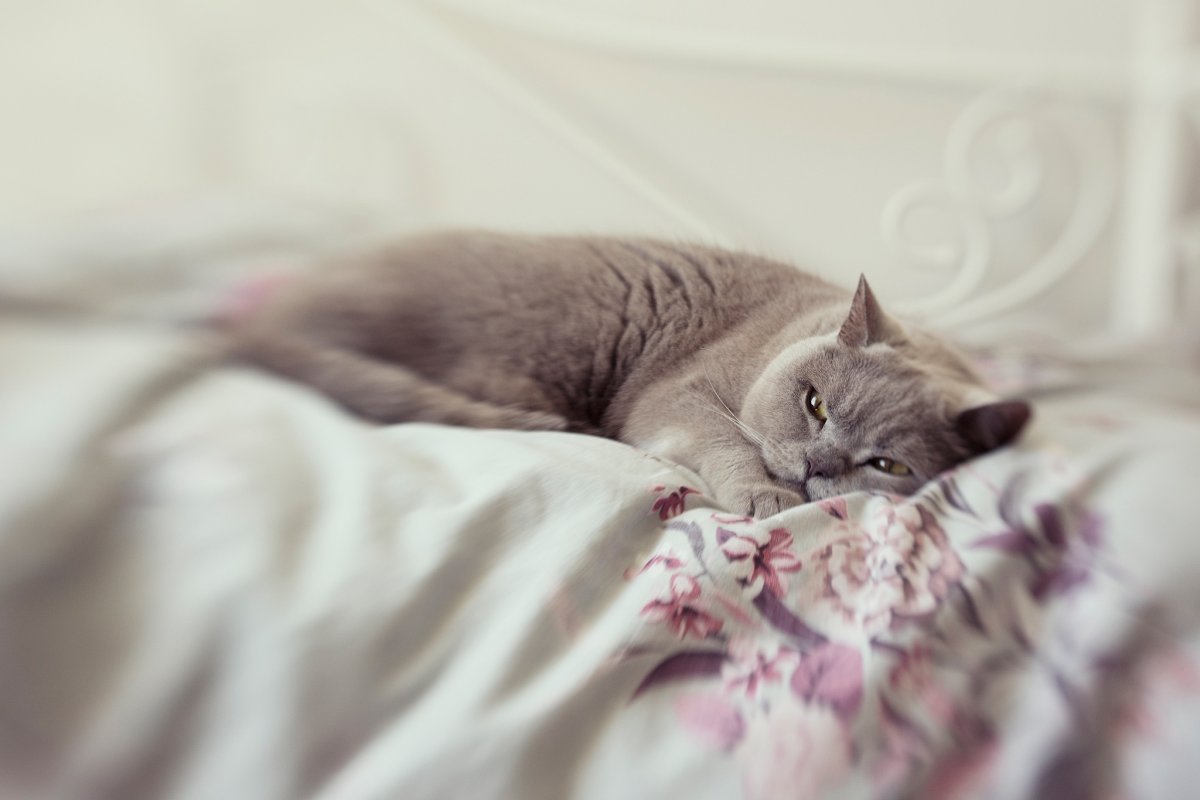 Котик в кровати