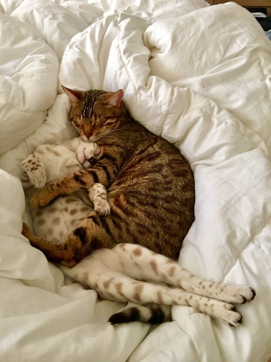 Кровать кошечка