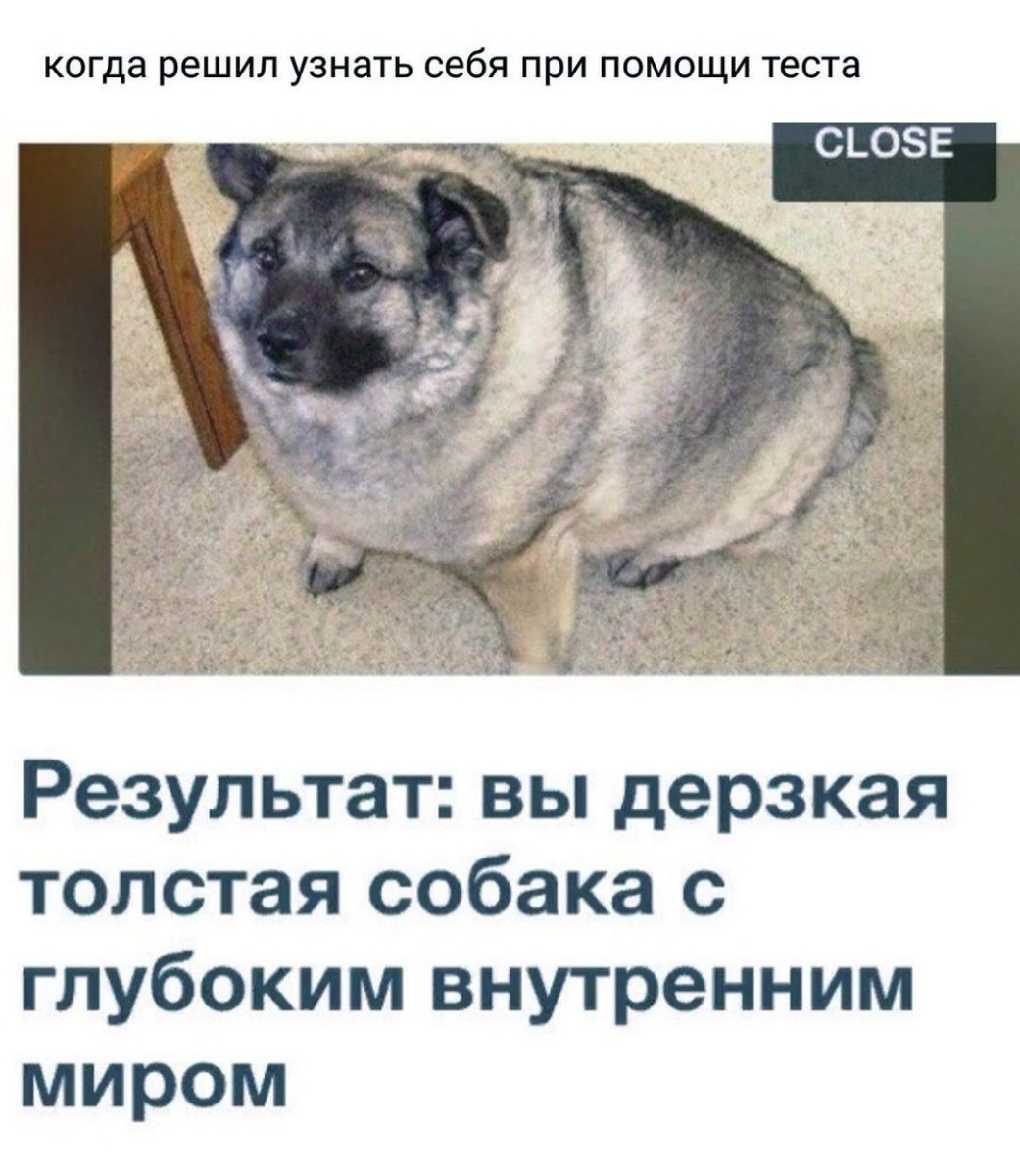 Бастер немецкая овчарка