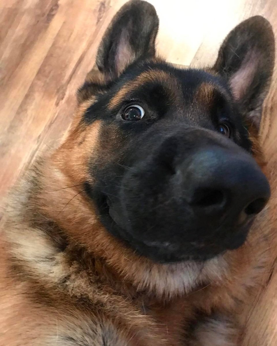 Жирная немецкая овчарка