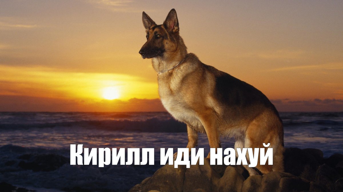 Удивленная немецкая овчарка