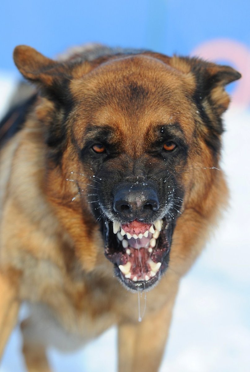 Собака лежит на белом фоне