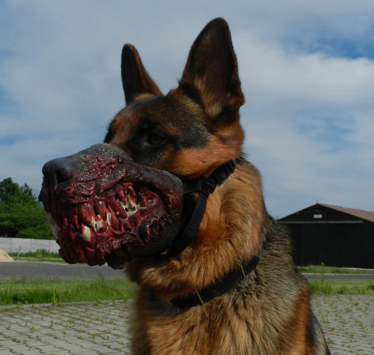 Лабрадор ретривер ожирение