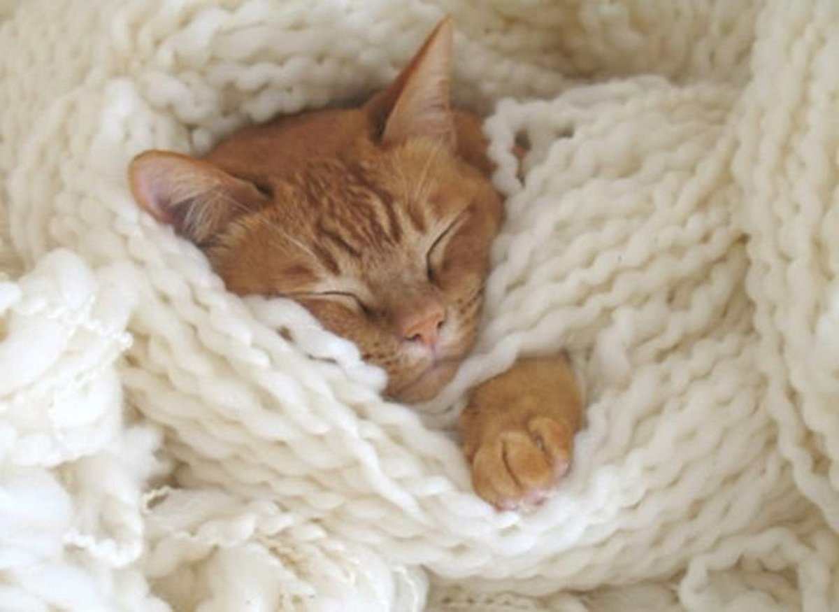 Рыжий котенок спит под одеялом