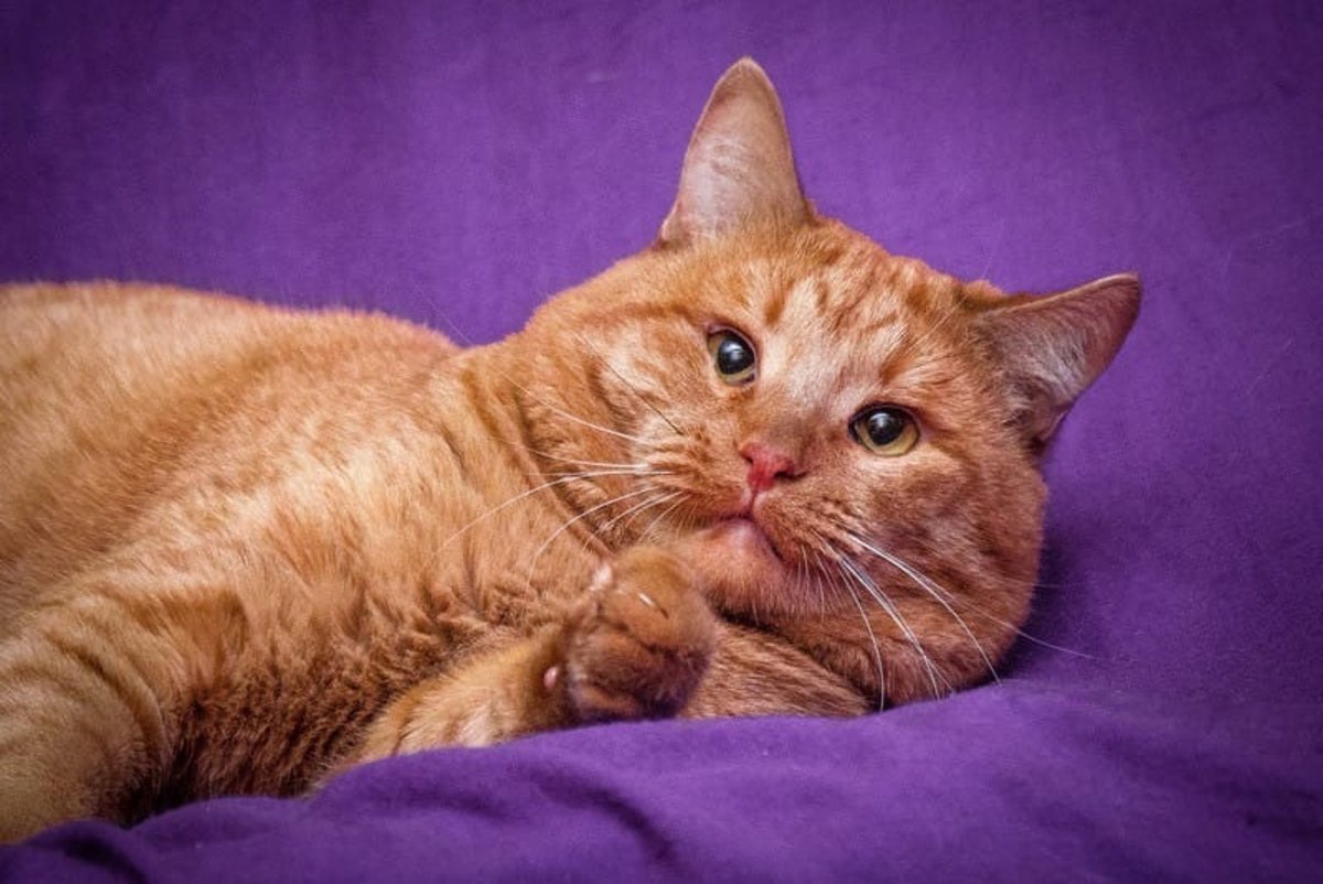 Кот метис рыжий