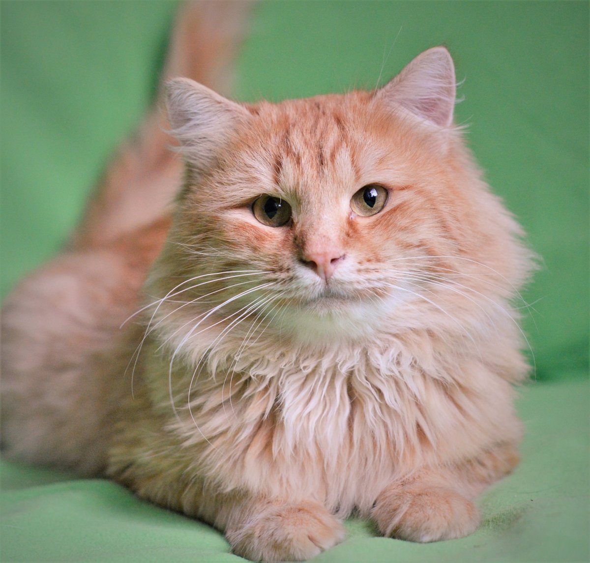 Рыжий кот Крысолов